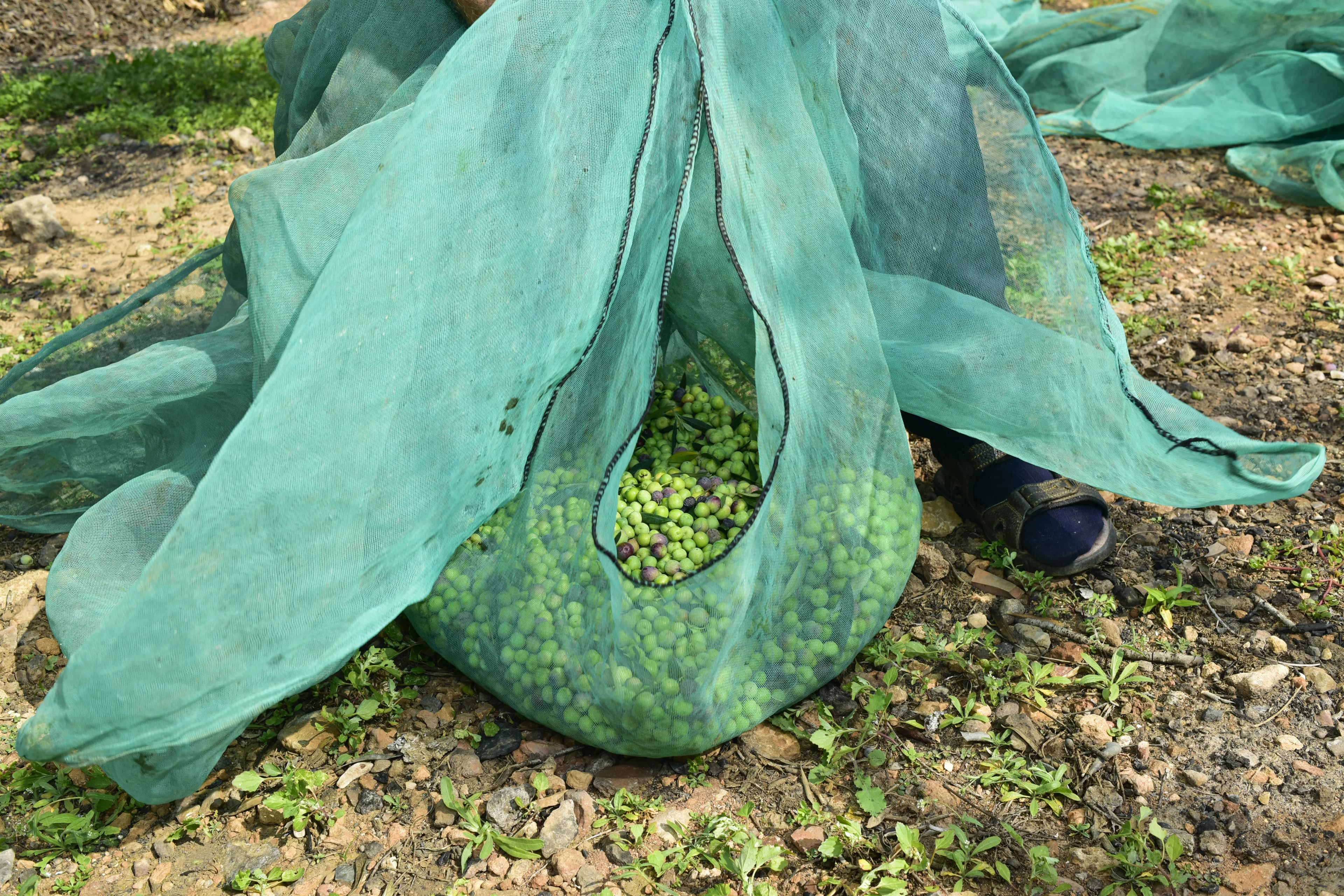 Harvest Collection Nets