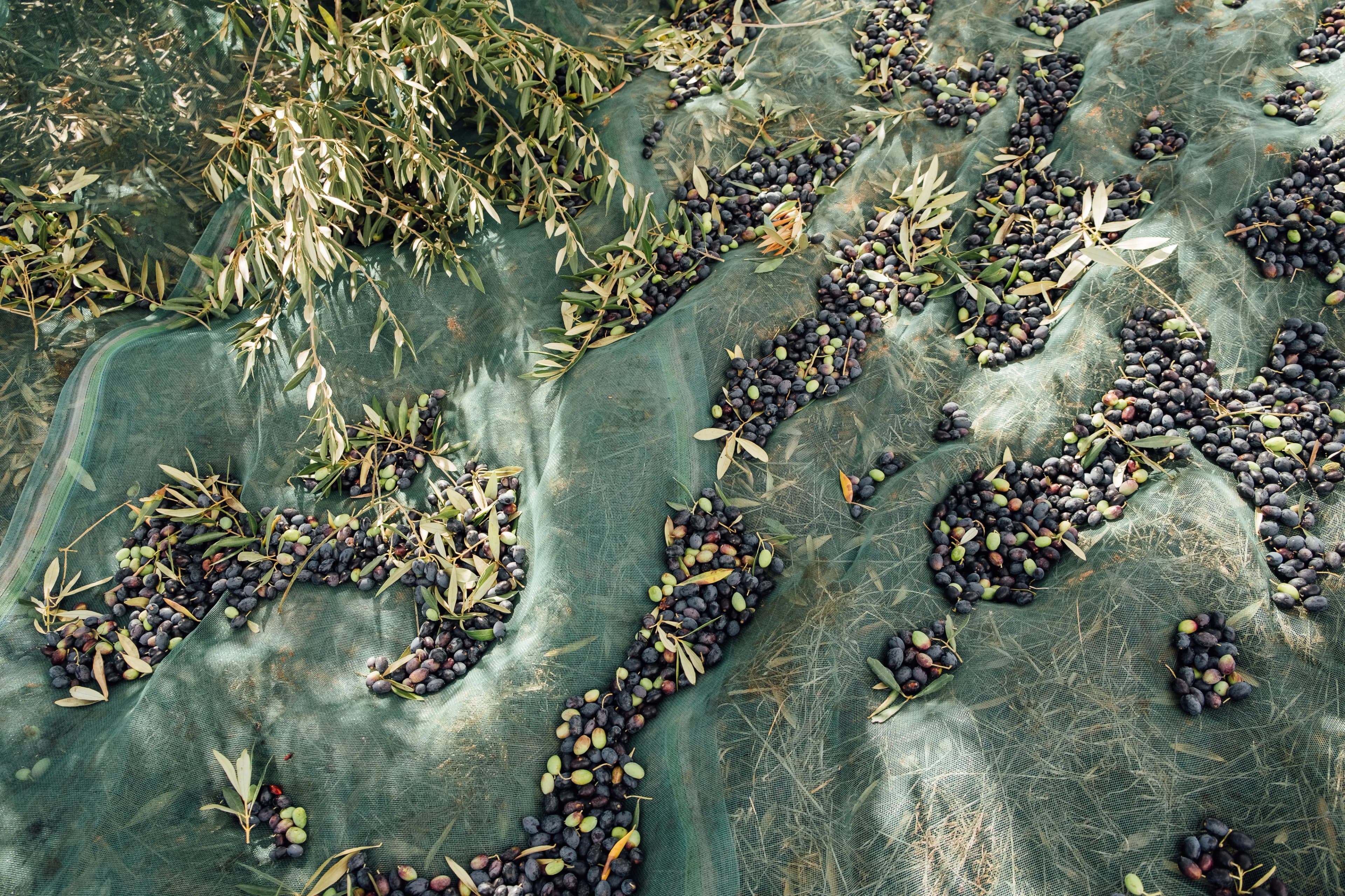 Harvest Collection Nets