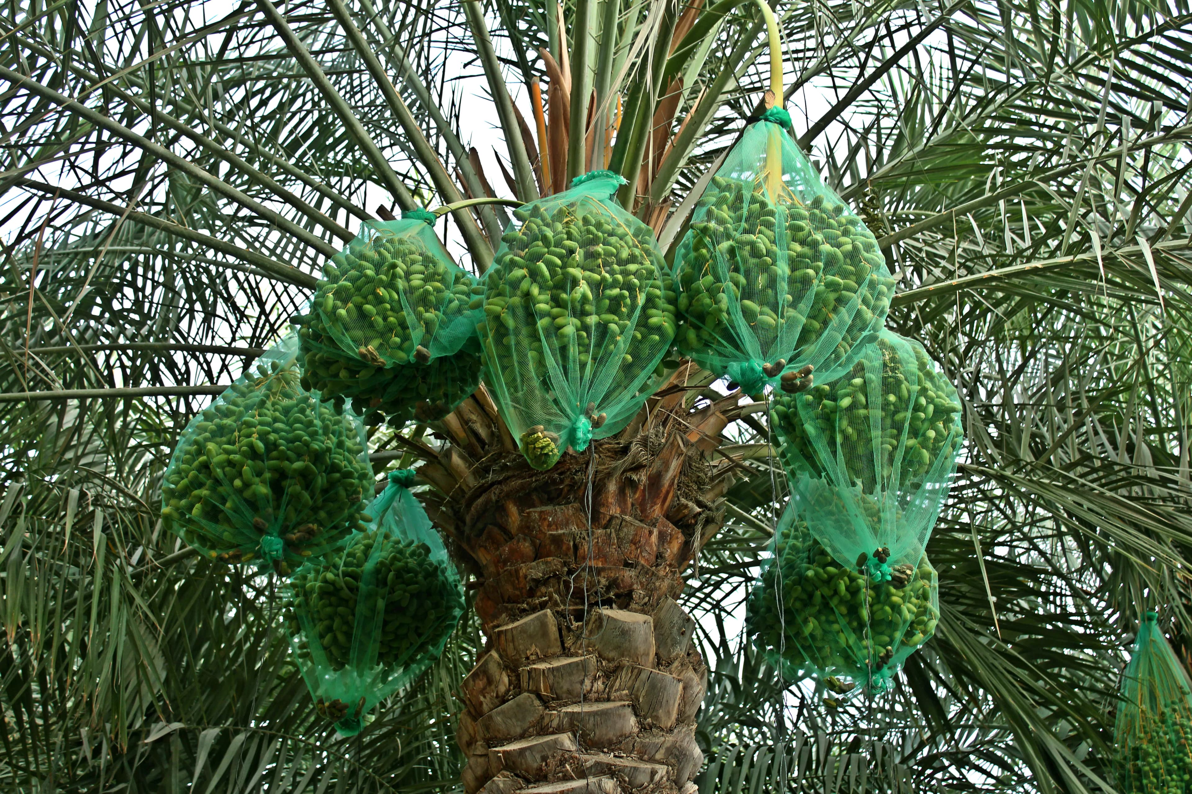 Harvest Collection Nets