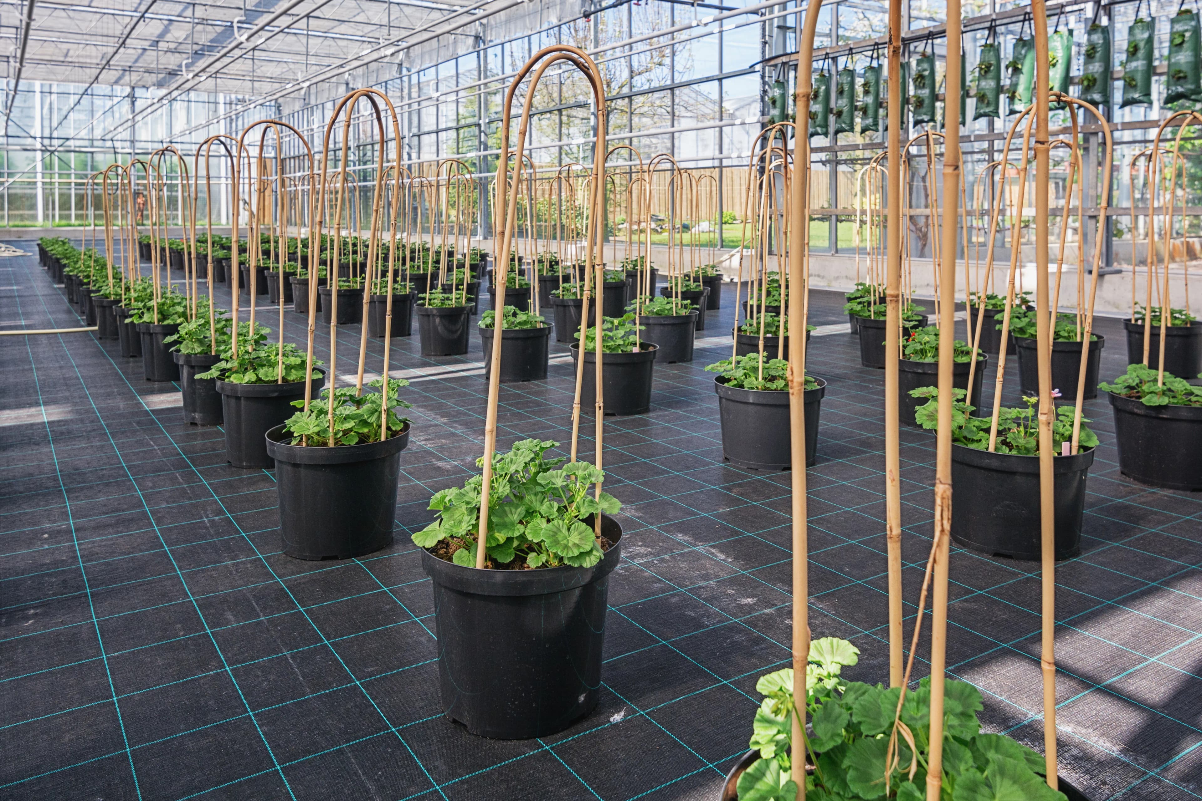 Black: Woven ground cover