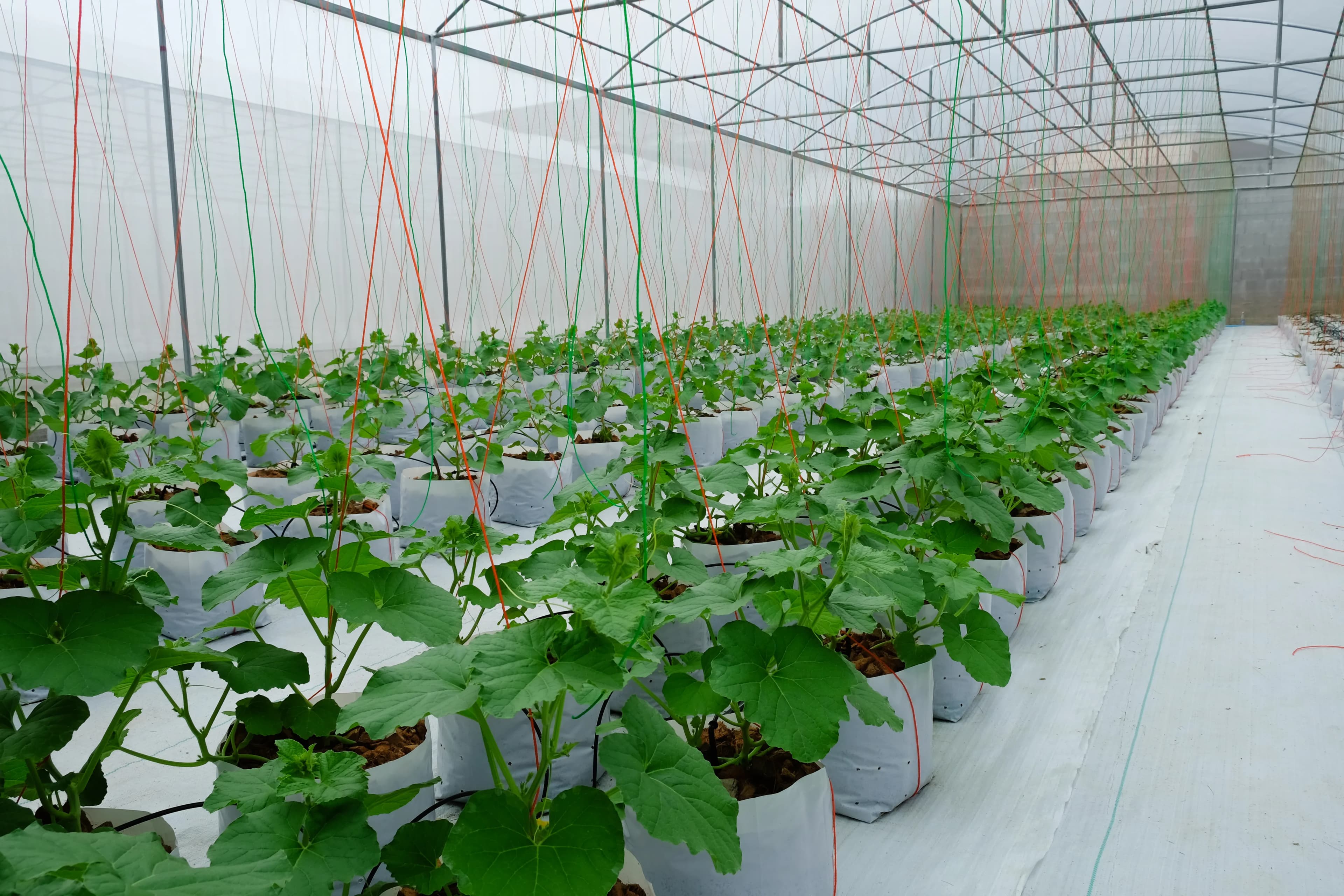 White Reflective: Woven ground cover