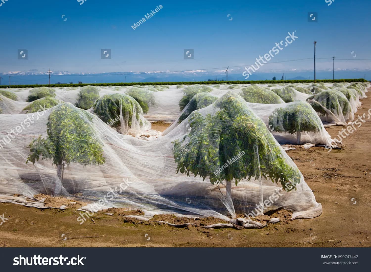 Anti-Pollen / Anti-Bee Nets