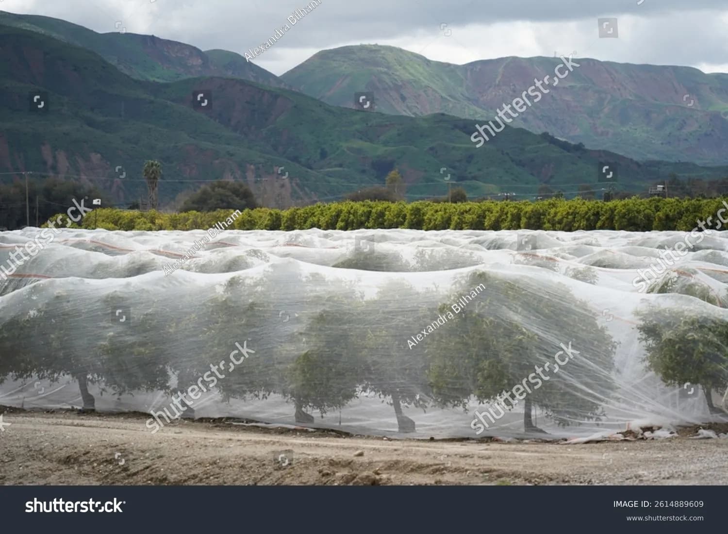 Anti-Pollen / Anti-Bee Nets