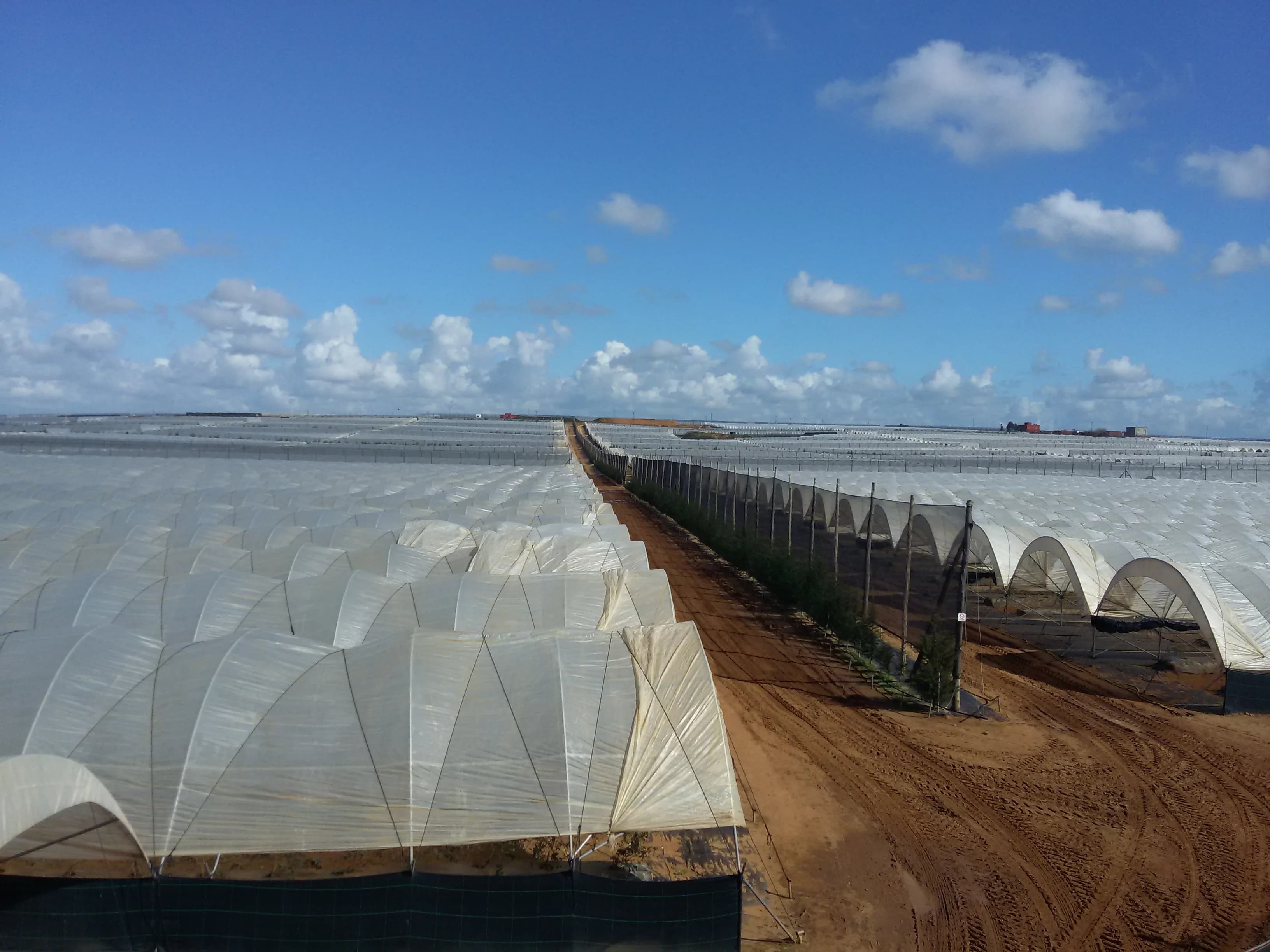 HDPE Coated Greenhouse Covers for Fruit Crops
