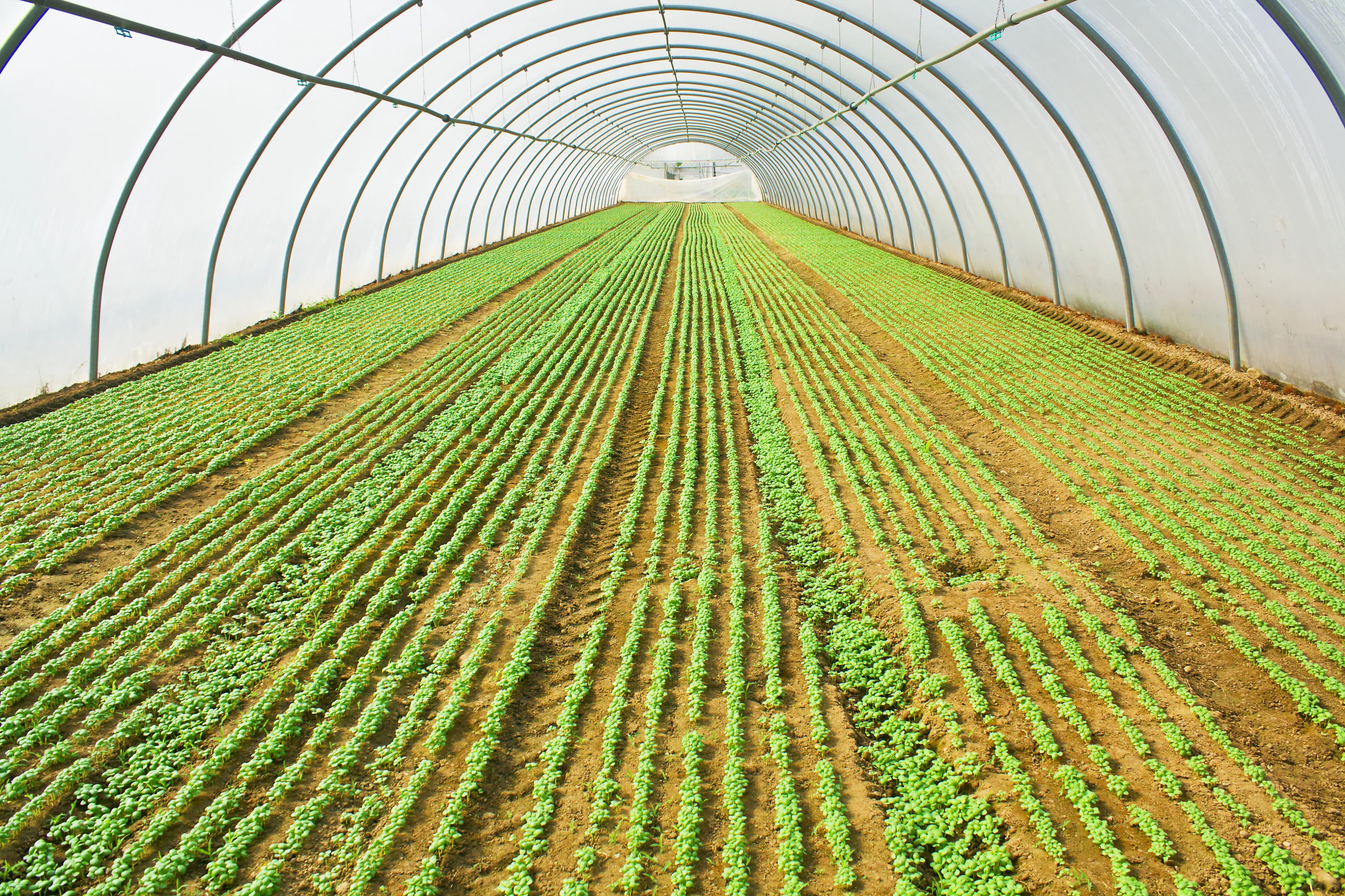 HDPE Coated Greenhouse Covers for Fruit Crops