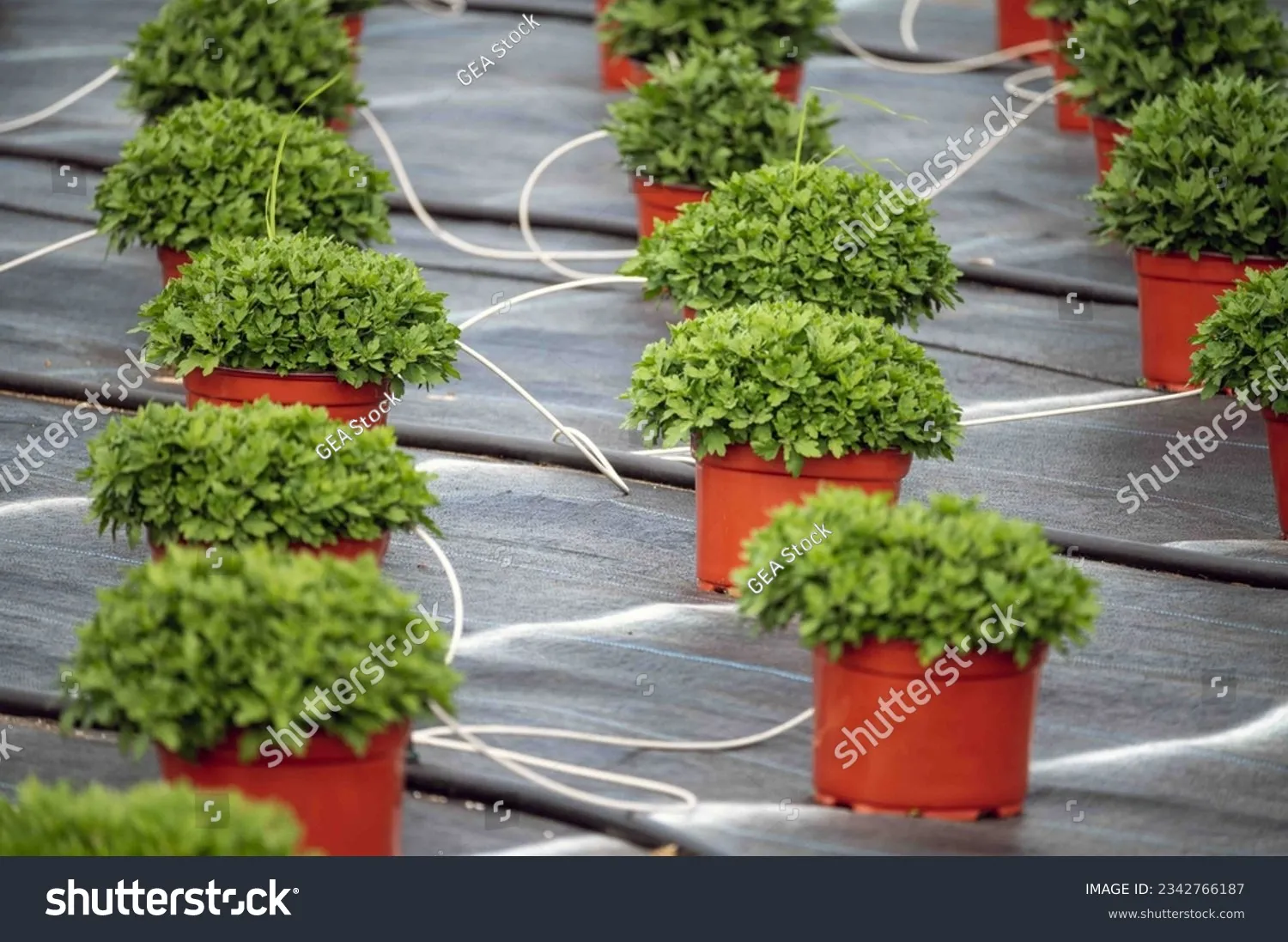 Needle Punched Ground Cover