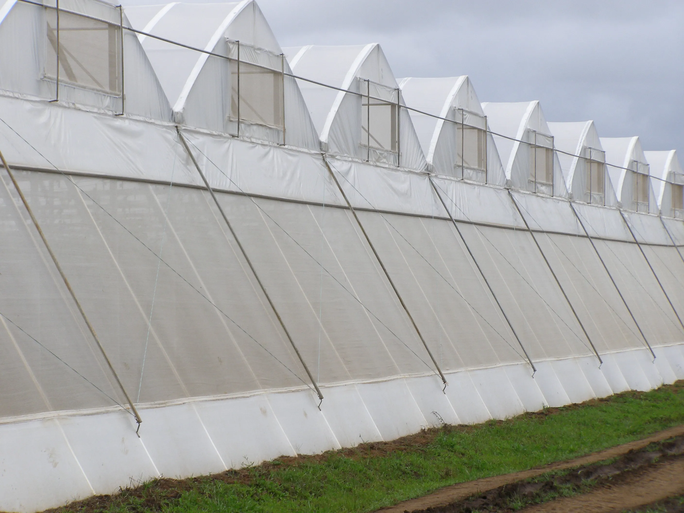 Anti-Insect Nets for Horticulture