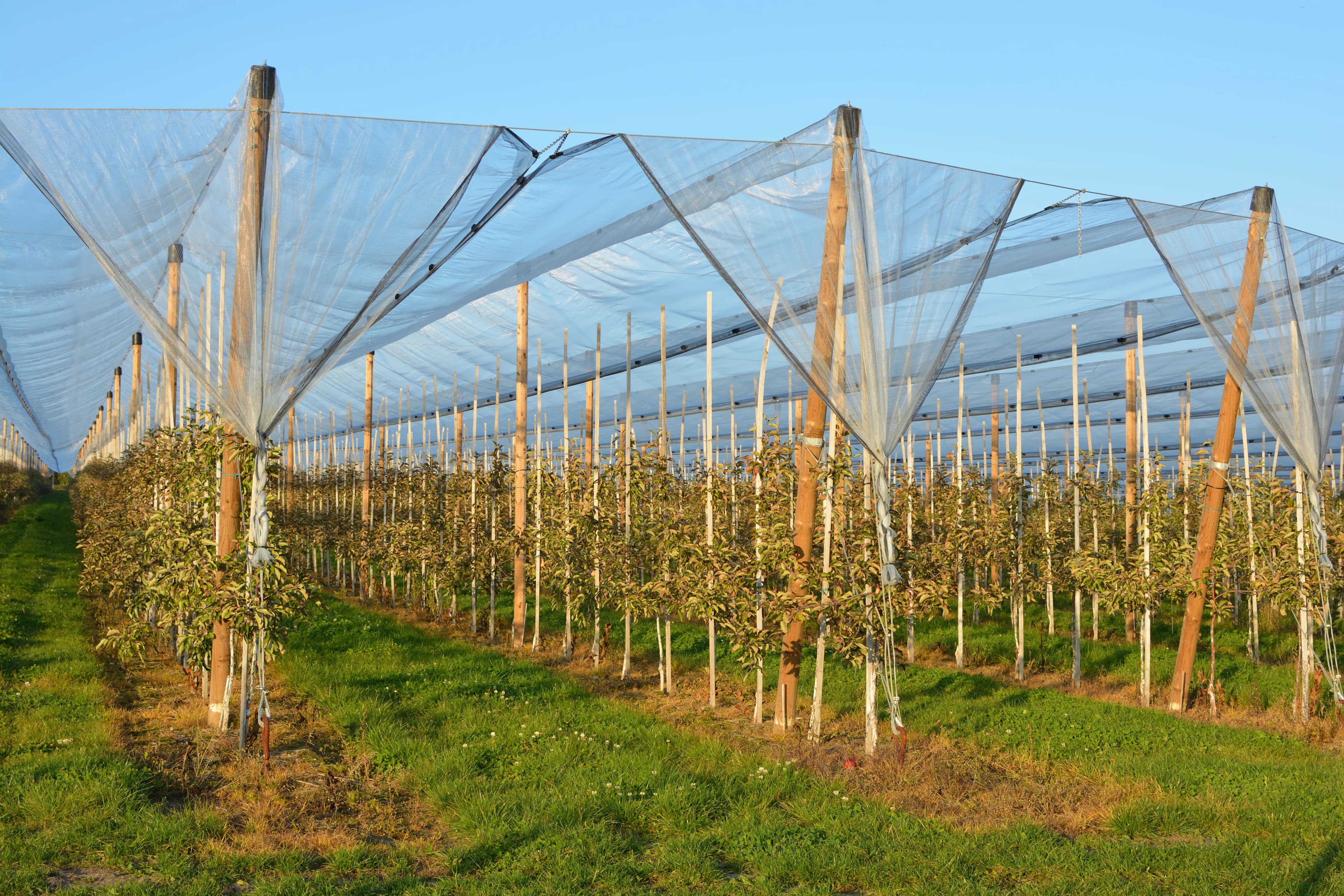 Anti Hail Nets
