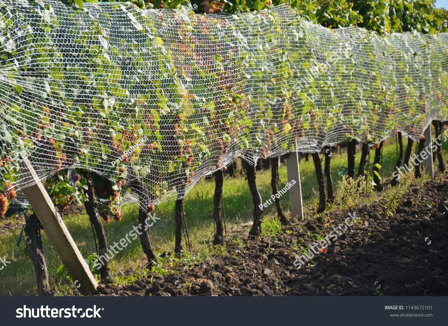 Anti Hail Nets