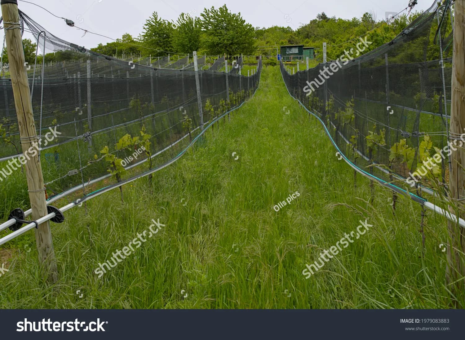 Anti Hail Nets