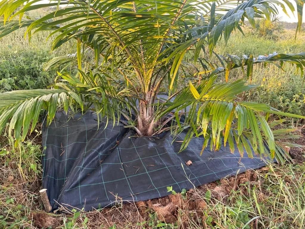 Woven Tree Squares